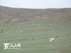 乌苏太塔拉——万亩草原