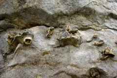 新民古生物化石群遗址