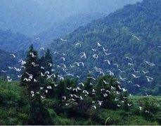 丹东白鹭自然保护区