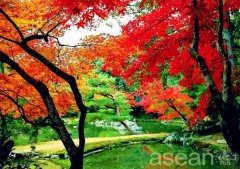 桦树红色旅游区