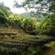 龙井山园茶文化村