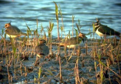 海丰鸟类省级自然保护区