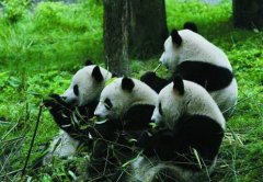 卧龙熊猫自然保护区