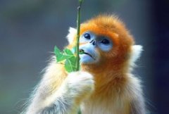 周至金丝猴自然保护区
