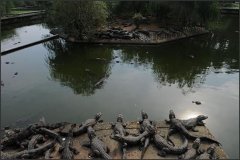 扬子鳄自然保护区